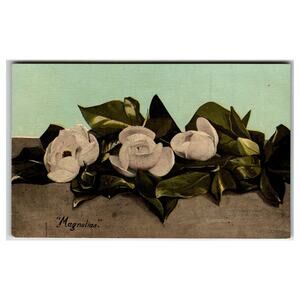 Vintage Florida Magnolias Floral Postcard - Cochrane's Palatka Souvenir